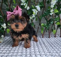 Bitsy, a female Yorkshire Terrier for sale in Indianapolis, IN – 4 of 4