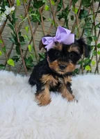 Violet, a female Yorkshire Terrier for sale in Indianapolis, IN – 5 of 7