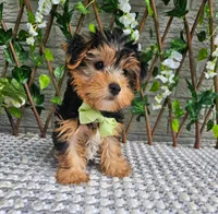 Tucker, a male Yorkshire Terrier for sale in Indianapolis, IN – 7 of 8