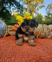 Sadie, a female Yorkshire Terrier for sale in Indianapolis, IN – 2 of 2