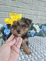 Little Pippy, a female Yorkshire Terrier for sale in Indianapolis, IN – 6 of 7