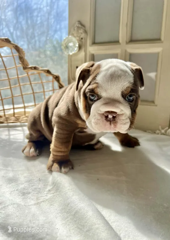 Bubbles – English Bulldog puppy for sale in Indianapolis, IN