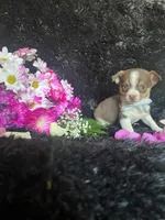 Choco, a male Chihuahua for sale in Indianapolis, IN – Photo 2 of 3
