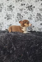 Choco, a male Chihuahua for sale in Indianapolis, IN – Photo 4 of 9