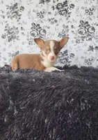 Choco, a male Chihuahua for sale in Indianapolis, IN – Photo 1 of 9