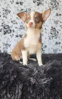 Choco, a male Chihuahua for sale in Indianapolis, IN – Photo 6 of 9