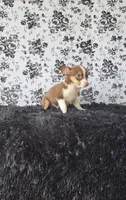 Choco, a male Chihuahua for sale in Indianapolis, IN – Photo 9 of 9