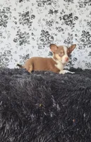 Choco, a male Chihuahua for sale in Indianapolis, IN – Photo 7 of 9