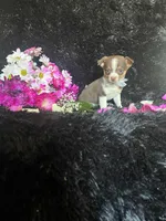 Choco, a male Chihuahua for sale in Indianapolis, IN – Photo 3 of 3