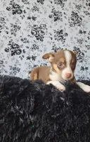 Choco, a male Chihuahua for sale in Indianapolis, IN – Photo 5 of 9