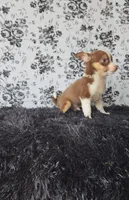 Choco, a male Chihuahua for sale in Indianapolis, IN – Photo 3 of 9