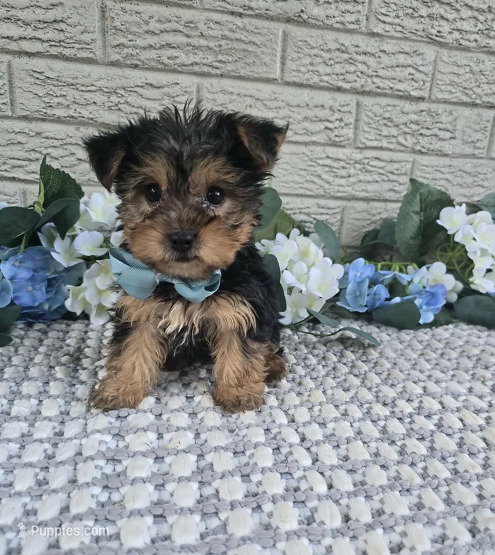 Neeko – Yorkshire Terrier puppy for sale in Indianapolis, IN