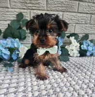 Neeko, a male Yorkshire Terrier for sale in Indianapolis, IN – 2 of 2