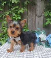 Peanut, a male Yorkshire Terrier for sale in Indianapolis, IN – 4 of 5