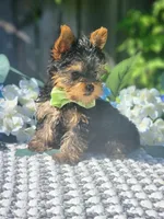 Teacup Zeeke, a male Yorkshire Terrier for sale in Indianapolis, IN – 3 of 8