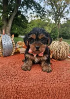 Cleo, a male Yorkshire Terrier for sale in Indianapolis, IN – 4 of 5
