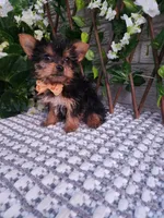 Bastian, a male Yorkshire Terrier for sale in Indianapolis, IN – 6 of 6