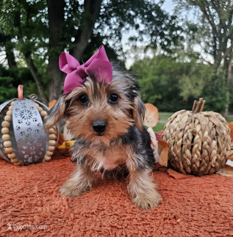 Piper – Yorkshire Terrier puppy for sale in Indianapolis, IN