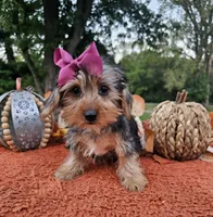 Piper, a female Yorkshire Terrier for sale in Indianapolis, IN – 1 of 7