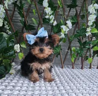 Kiki, a female Yorkshire Terrier for sale in Indianapolis, IN – 4 of 7