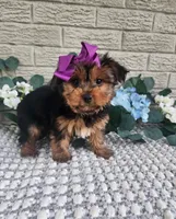 Lilly, a female Yorkshire Terrier for sale in Indianapolis, IN – 1 of 3