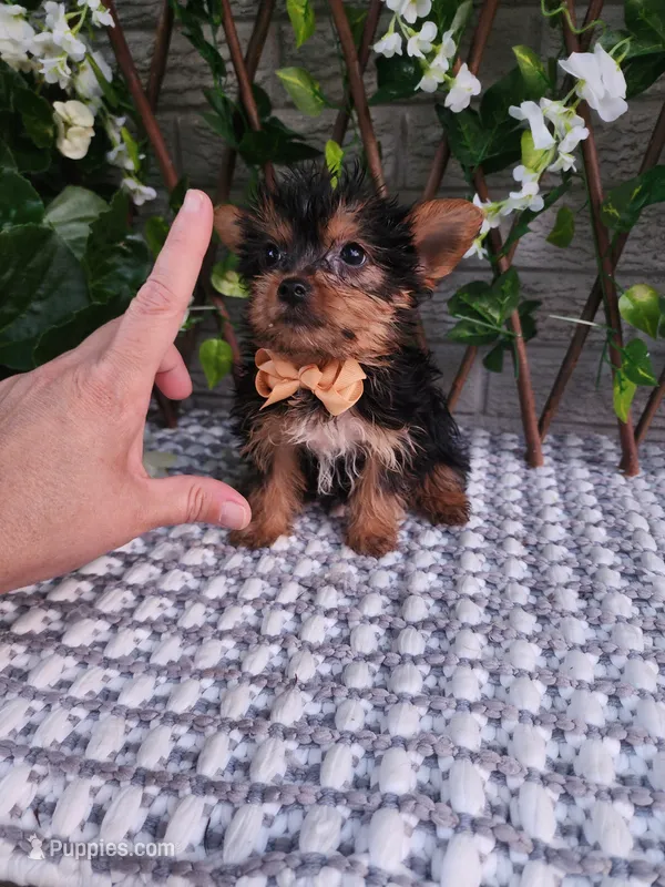 Bastian – Yorkshire Terrier puppy for sale in Indianapolis, IN
