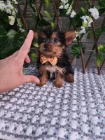Bastian, a male Yorkshire Terrier for sale in Indianapolis, IN – 1 of 6