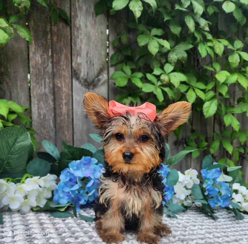 Sadie – Yorkshire Terrier puppy for sale in Indianapolis, IN