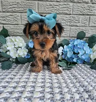 Little Lola, a female Yorkshire Terrier for sale in Indianapolis, IN – 4 of 9