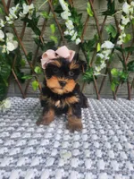 Pippy, a female Yorkshire Terrier and Morkie for sale in Indianapolis, IN – 5 of 7
