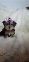 Pippy, a female Yorkshire Terrier for sale in Indianapolis, IN – Photo 1 of 3
