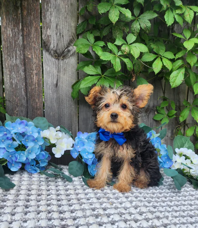 Rupert  – Yorkshire Terrier puppy for sale in Indianapolis, IN