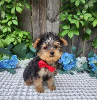 Tiny  Timmy, a male Yorkshire Terrier for sale in Indianapolis, IN – 7 of 9