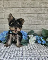 Yogi, a male Yorkshire Terrier for sale in Indianapolis, IN – 7 of 8
