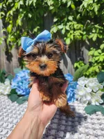 Little Kiki, a female Yorkshire Terrier for sale in Indianapolis, IN – 3 of 5