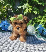 Lola, a female Yorkshire Terrier for sale in Indianapolis, IN – 6 of 7