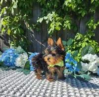 Teacup Zeeke, a male Yorkshire Terrier for sale in Indianapolis, IN – 4 of 8