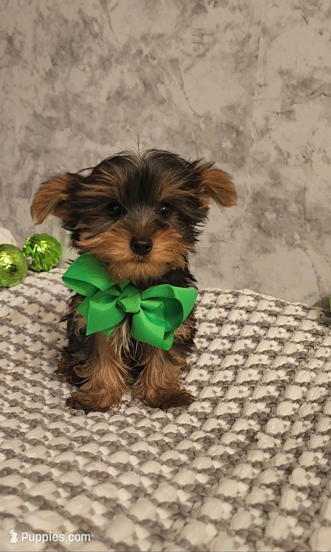 Tiny Tucker – Yorkshire Terrier puppy for sale in Indianapolis, IN
