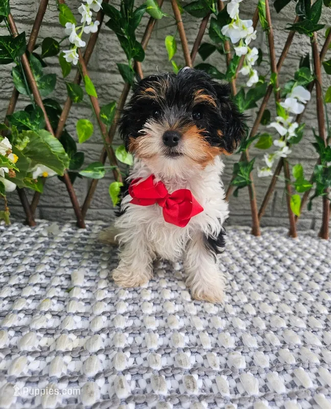 Milo – Yorkshire Terrier puppy for sale in Indianapolis, IN