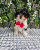 Milo, a male Yorkshire Terrier for sale in Indianapolis, IN – 1 of 5