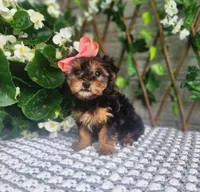 Little Lola, a female Yorkshire Terrier and Morkie for sale in Indianapolis, IN – 6 of 10