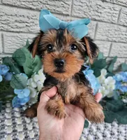Little Lola, a female Yorkshire Terrier for sale in Indianapolis, IN – 9 of 9