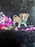 Taco, a male Chihuahua for sale in Indianapolis, IN – Photo 3 of 4