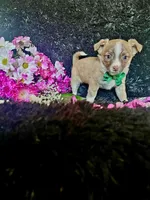 Taco, a male Chihuahua for sale in Indianapolis, IN – Photo 4 of 4