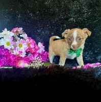 Taco, a male Chihuahua for sale in Indianapolis, IN – Photo 1 of 4