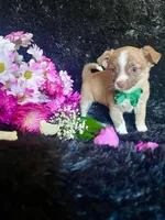 Taco, a male Chihuahua for sale in Indianapolis, IN – Photo 2 of 4