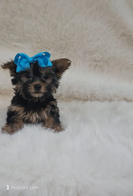 Cocoa – Yorkshire Terrier puppy for sale in Indianapolis, IN