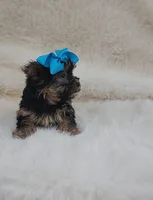 Cocoa, a female Yorkshire Terrier for sale in Indianapolis, IN – Photo 4 of 6