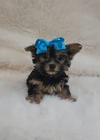 Cocoa, a female Yorkshire Terrier for sale in Indianapolis, IN – Photo 2 of 6