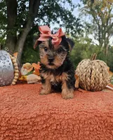 Vivian, a female Yorkshire Terrier for sale in Indianapolis, IN – 3 of 6